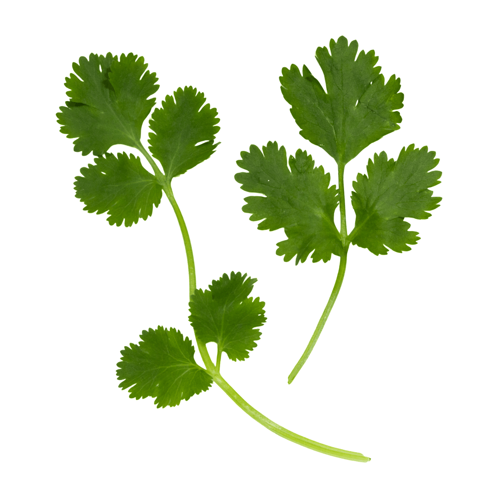 Cilantro $1.50/ea