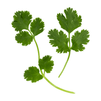 Cilantro $1.50/ea
